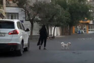 سگ‌ گردانی در قزوین؛ نفوذ بی‌سروصدای غرب در دل جامعه اسلامی