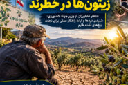زیتون‌های تلخ در طارم