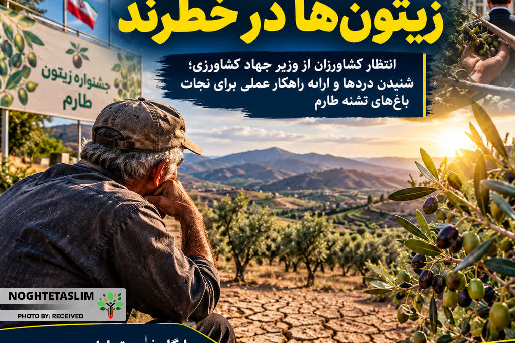 زیتون‌های تلخ در طارم